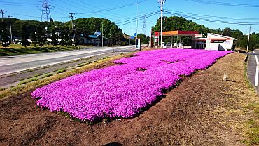 シバザクラの植栽状況①