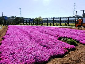 シバザクラの植栽状況②