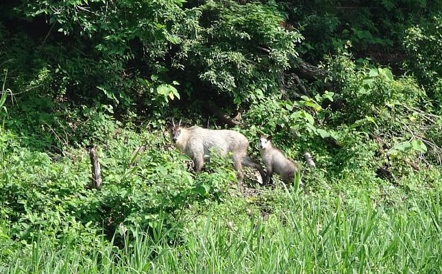 平成29年7月18日 カモシカの親子（巡視船より撮影）