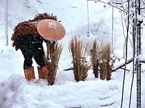 *** 雪上田植え ***