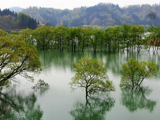 湖面から顔をのぞかせる水没林