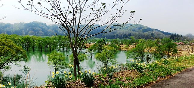 中津川地区の水仙ロードと白川湖