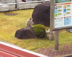 ツツジの花を食べています！咲いているツツジの花の数があきらかに・・・(゜-゜)