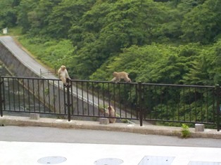 柵をまたいで座っています❤