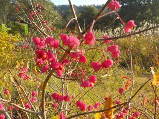 <白川ダム湖岸公園>内で見つけたピンク色の花（？）