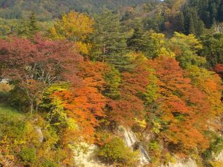 県道4号線沿いに見える美しく紅(黄）葉した木々