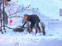 *** 雪中田植え ***