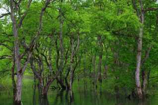 湖上からながめる水没林