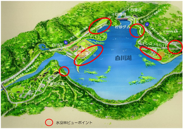 「白川湖の水没林」案内図