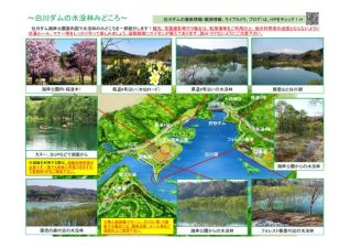 ～白川ダムの水没林～水没林って何？～みどころ紹介～