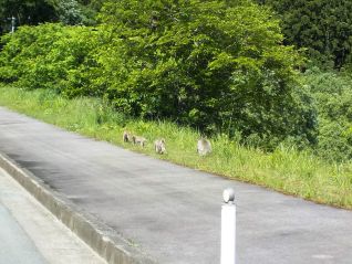 お猿さん親子