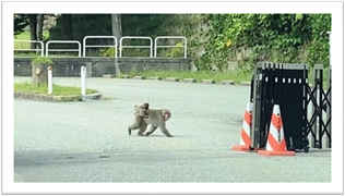 【 お子様連れのサル 】