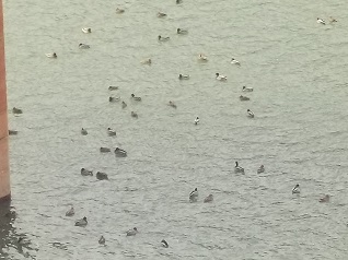 白川湖取水塔周りにいるカモたちの様子