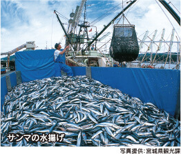 サンマの水揚げ