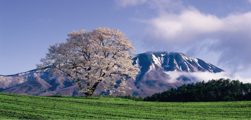 小岩井農場（小岩井農場一本桜）