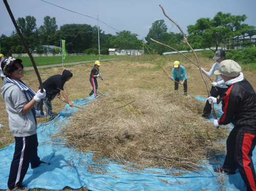 7月子供達と菜種打ち作業（県事業）