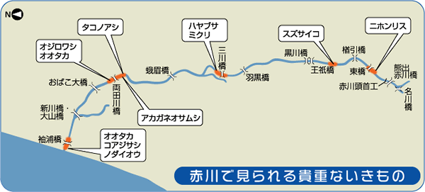 水辺のいきもの図鑑