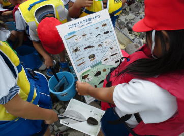 カニや魚、虫などの名前を調べています。