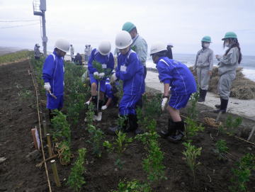 緑の防潮堤での植樹体験