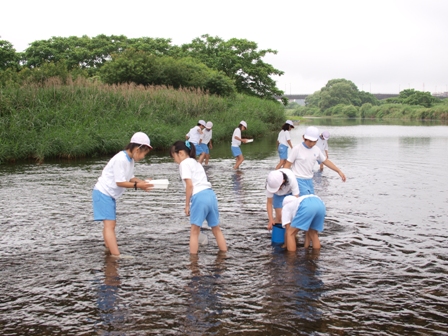 水生生物調査