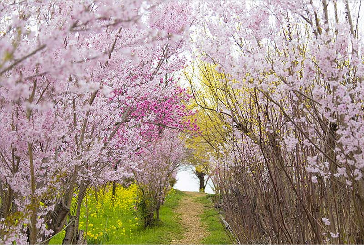 花見山