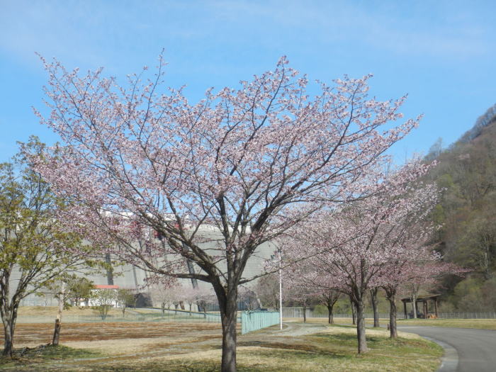 玉川ダムに春が来ました