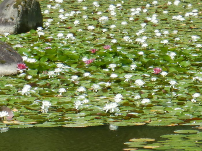 6月29日 夏が近づいています